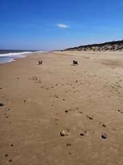 Dogs on the beach