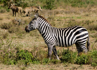 Obraz premium Zebras in African savana on dry grass at safari game wild nature in Masai Mara, Amboseli, Samburu, Serengeti Tsavo national parks of Kenya and Tanzania. Zebra mammal animal wildlife in Africa savannah