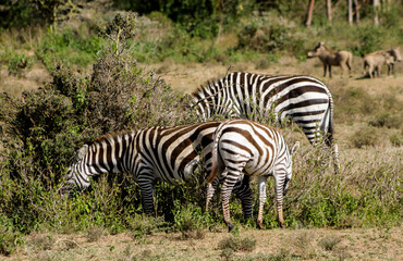 Fototapeta premium Zebras in African savana on dry grass at safari game wild nature in Masai Mara, Amboseli, Samburu, Serengeti Tsavo national parks of Kenya and Tanzania. Zebra mammal animal wildlife in Africa savannah