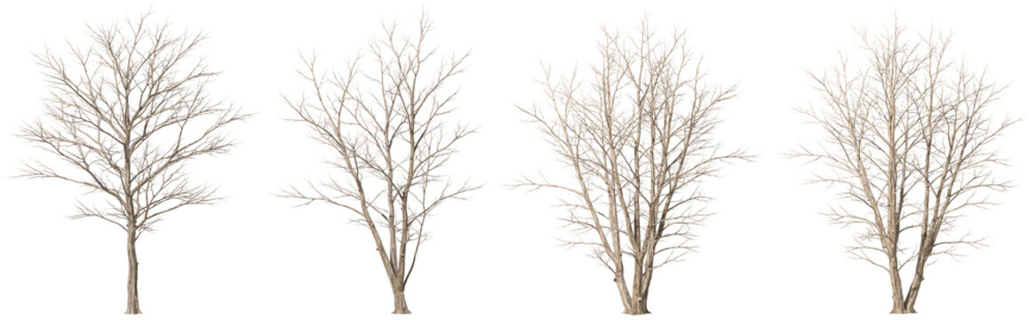 Leafless dried trees standing collections isolate transparent backgrounds 3d rendering png