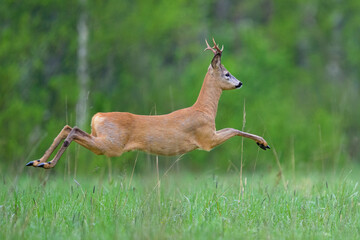 Roebuck jump in the air