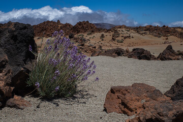 flowers in the desert