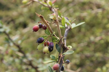 Berberis or the black barberry wild fruits and plant