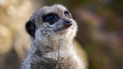 A detailed photograph of a meerkat's face, showcasing its intriguing expression and texture, with a blurred natural environment in the background, adding a touch of wilderness and serenity.