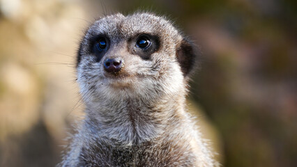 A detailed view of a meerkat's face, highlighting its expressive eyes and textured fur. The natural lighting emphasises the serene and curious essence of this fascinating wildlife creature