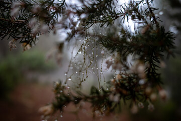 rain drops on the branches of tree