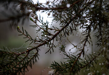 branches of a tree in a fog with a dew