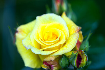 Close-up of yellow blossom of rose at garden at Swiss City of Zürich on a spring morning. Photo taken May 25th, 2025, Zurich, Switzerland.