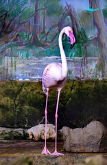 Flamingo (lat. Phoenicopterus) standing in the water with a beautiful curved white neck against a background of green grass. Birds, ornithology, ecology