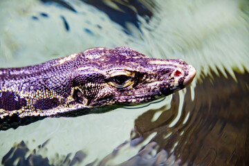 Striped monitor lizard's head, or water monitor lizard, cabaragoia (Latin Varanus salvator) on the surface of the water, Marine life, exotic fish, subtropics