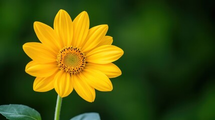 Obraz premium Bright Yellow Flower with Leaves on Green Background in Natural Setting