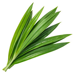 Obraz premium close up of fresh green leaves
