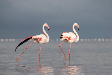 Real photo of two pink flamingos standing together by a calm lake under a clear blue sky. A peaceful wildlife scene perfect for nature, travel, and bird-themed projects