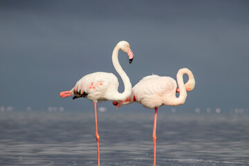 Real photo of two pink flamingos standing together by a calm lake under a clear blue sky. A peaceful wildlife scene perfect for nature, travel, and bird-themed projects