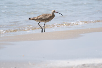波打ち際で餌を探す1羽のチュウシャクシギ