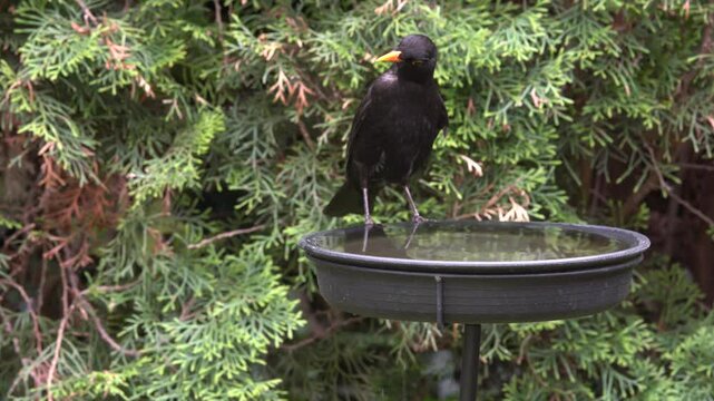blackbird in the garden