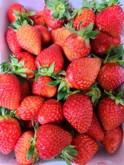 Fresh red strawberries with stems in a styrofoam box