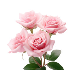 Fototapeta premium Pink Roses Isolated on Transparent Background