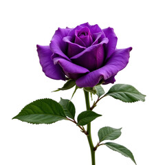 Vivid purple rose with vibrant green leaves, elegantly detailed, perfect for floral arrangements, isolated on transparent background.