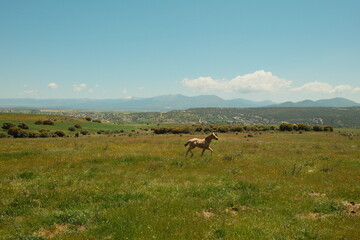 Pradera verde y cielo azul de Castilla y León con un caballo pequeño de fondo 