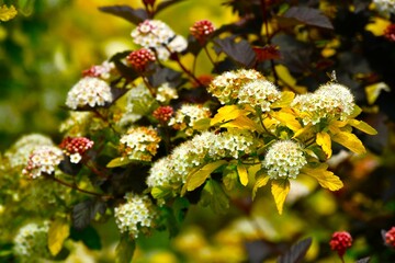 Physocarpus opulifolius (common ninebark, Eastern ninebark, Atlantic ninebark) - a species of...