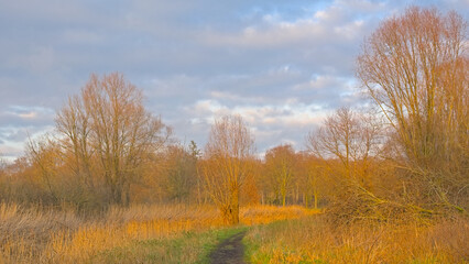 Fototapeta premium Landscape with creek with willow trees reflecting in the water and hiking trail on a sunny winter day in Oude Kalevallei nature reserve in Vinderhoute, Flanders, Belgium 