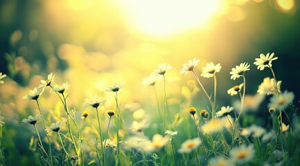 Golden hour daisies in a meadow