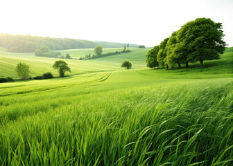 Beautiful green landscape nature background wallpaper scenic summer field trees grass hill isolated on transparent background