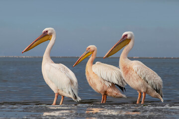  Real photo of African pelicans standing on the shore of the Atlantic Ocean against a vibrant sky. A stunning wildlife scene capturing the beauty of nature and coastal birds