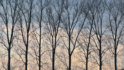 Detail of a row of bare poplar tree silhouettes against a colorful winter sky in Oude Kalevallei...