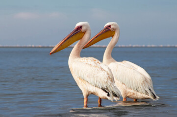  Real photo of African pelicans standing on the shore of the Atlantic Ocean against a vibrant sky. A stunning wildlife scene capturing the beauty of nature and coastal birds