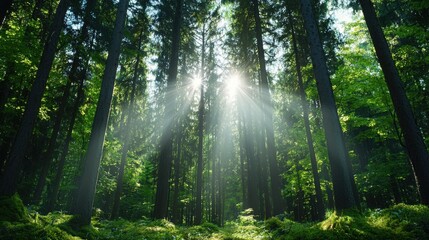 Obraz premium Sunbeams in Lush Green Forest