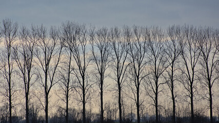 Detail of a row of bare poplar tree silhouettes against a cloudy winter sky in Oude Kalevallei...