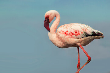 Real photo of a solitary great flamingo standing gracefully in a blue lagoon beneath a vibrant sky....
