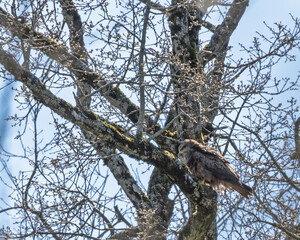 Milan noir perché dans un arbre au printemps