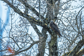 Milan noir perché dans un arbre au printemps