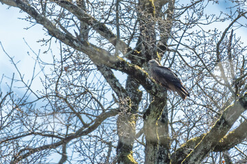 Milan noir perché dans un arbre au printemps