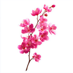 Stunning Pink Blossom Branch - A Springtime Floral Delight , isolated on white background png