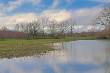 lake with bare willow trees and reed reflecting in the water under a blue sky with soft veil of clouds in Gentbrugse Meersen nature reserve, Ghent, Flanders, Belgium 