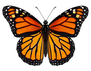 Obraz premium “Realistic Monarch Butterfly with Wings Fully Spread, Top-Down Symmetrical View PNG”