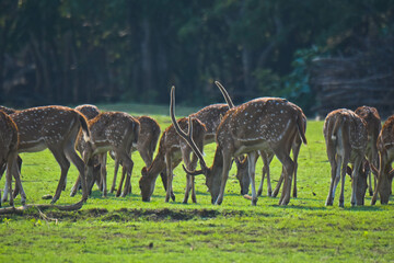 Deers in the wild