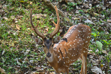 Deers in the wild