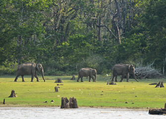 Elephants in the wild