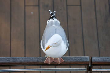 Close-up of a seagull on a wooden railing