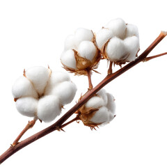  Cotton Branch Isolated on Transparent Background