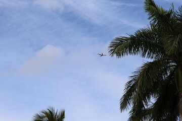 palm trees against blue sky with plane in sky