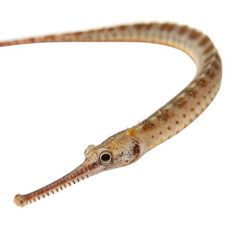 Elegant long pipefish displaying straight physique isolated on a transparent background