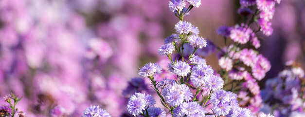 Fototapeta premium Banner Purple Pastel margaret flower floral blossom blurred background. Pastel violet romance bloom spring season. Magenta petals blossom in garden. Banner violet floral wildflower with copy space