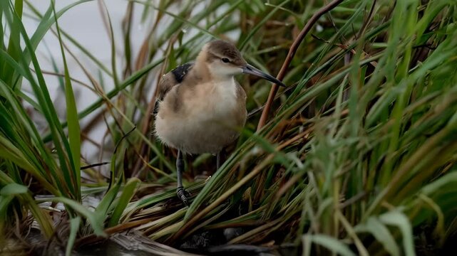 Close up of a young godwit chick standing tall amongst green grasses in natural habitat