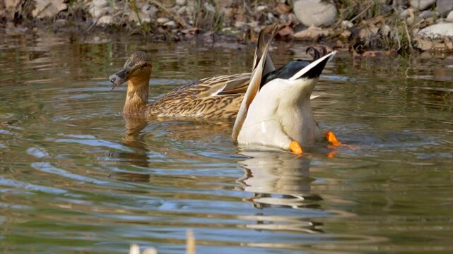 Slow-motion of ducks foraging in the river, creating tranquil ripples in a sunny weather